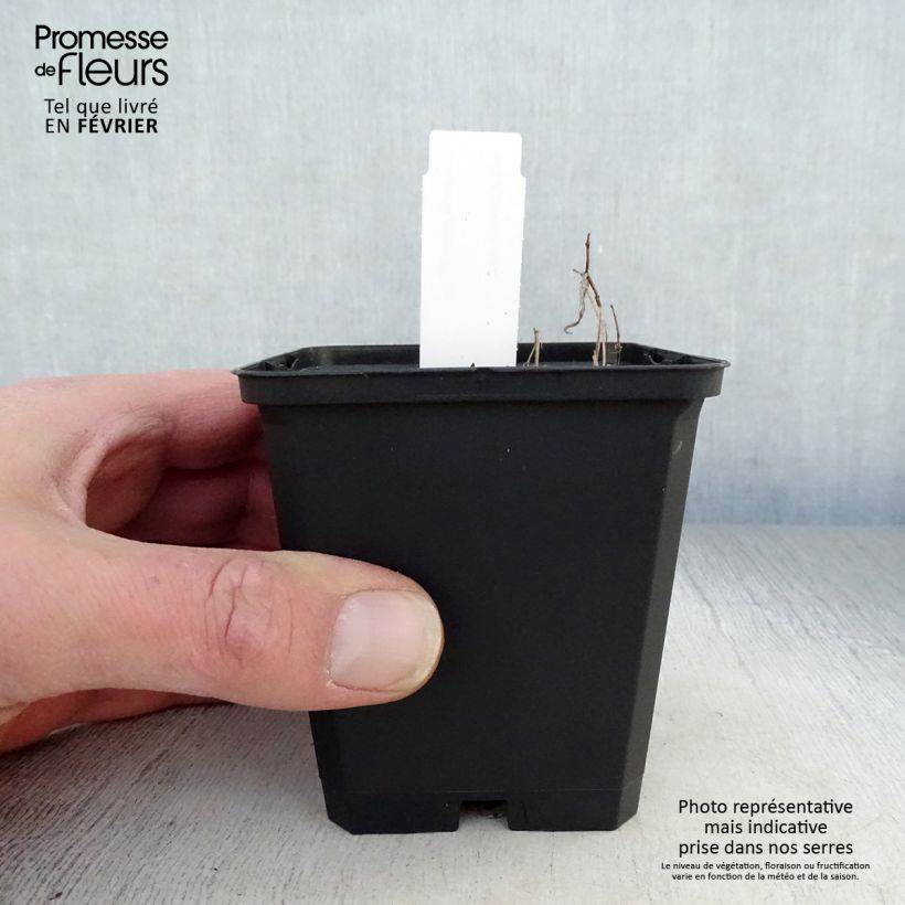 Amostra de Uvularia grandiflora Vaso de 8/9 cm tal como entregue no inverno