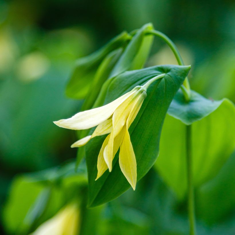 Uvularia grandiflora var. pallida (Floração)