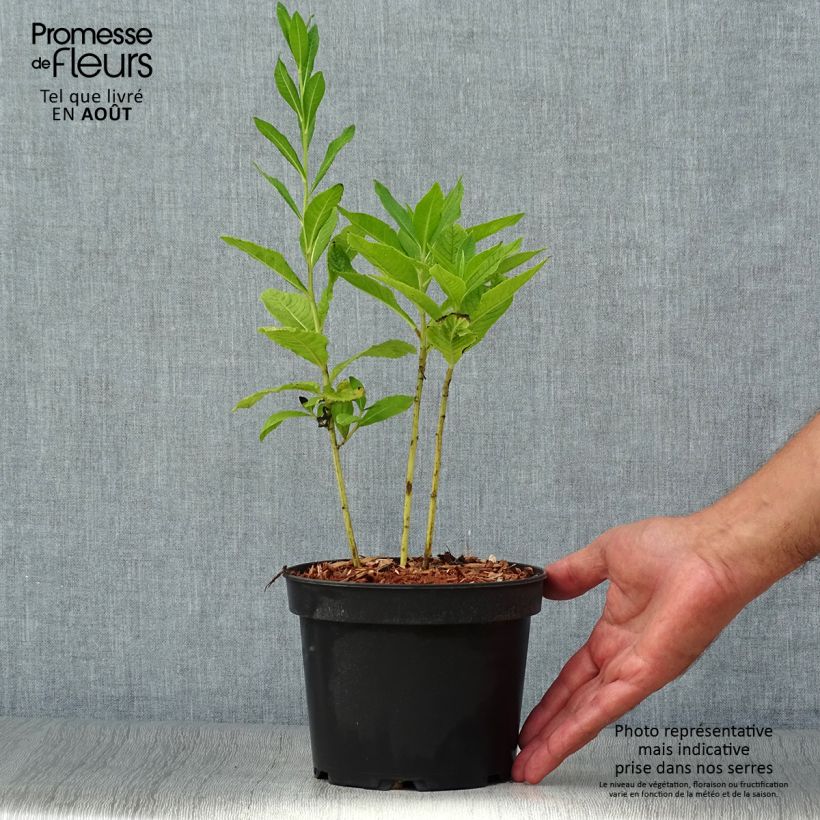 Amostra de Vernonia noveboracensis White Lightning Vaso de 2 L/3 L tal como entregue no verão