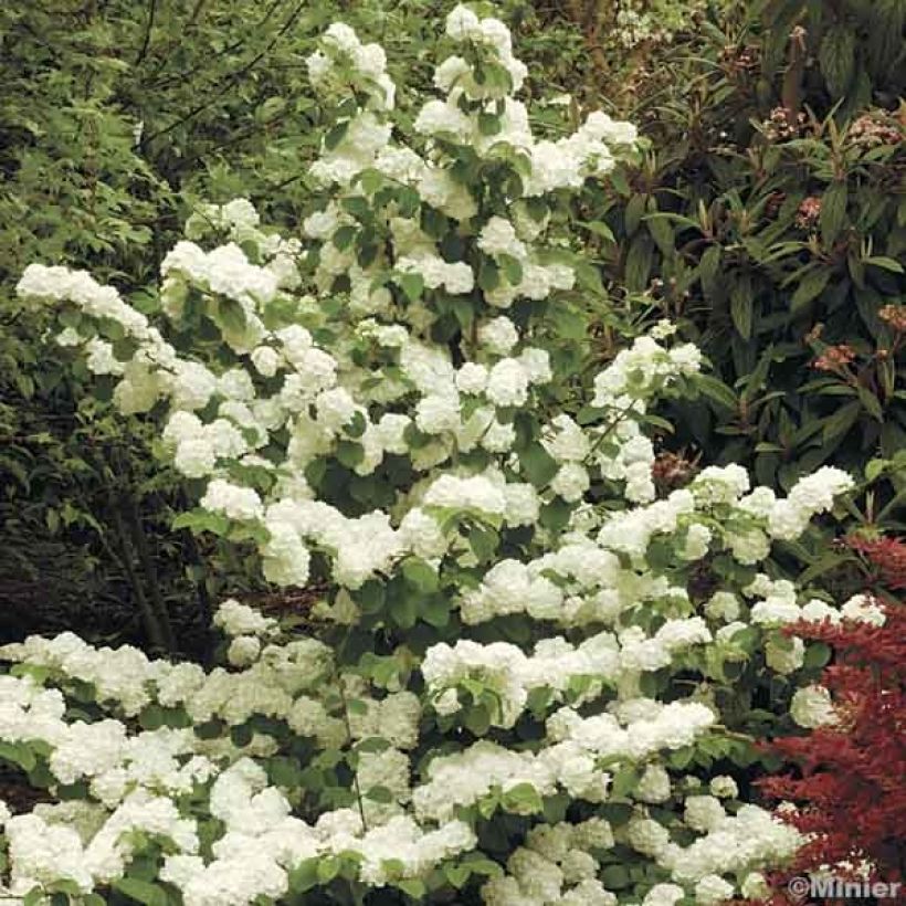 Viburnum plicatum Popcorn - Viburno-do-japão (Hábito)