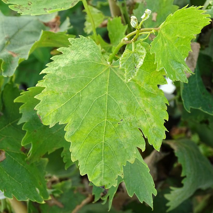 Videira Alphonse Lavallée - Vitis vinifera (Folhagem)