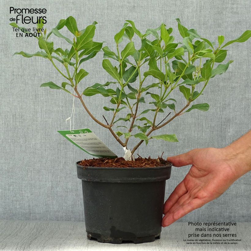 Amostra de Viburnum globosum Jermyns Globe - Viburno-de-David Vaso de 3 L/4 L tal como entregue no verão