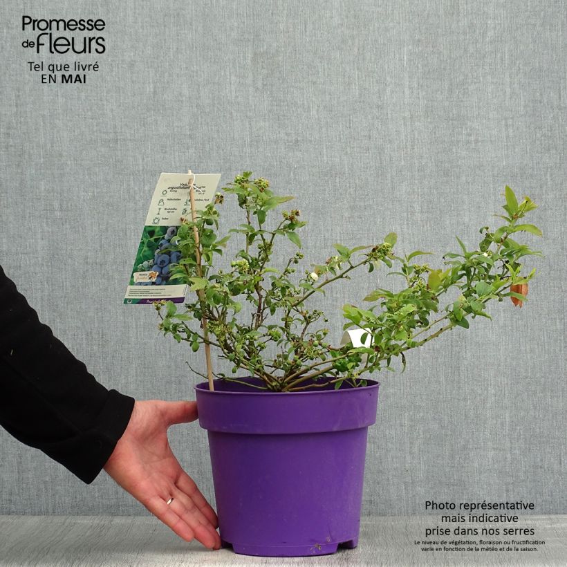 Amostra de Mirtiloeiro Tophat - Vaccinium-americano Vaso de 4 L/5 L, Arbusto tal como entregue na primavera