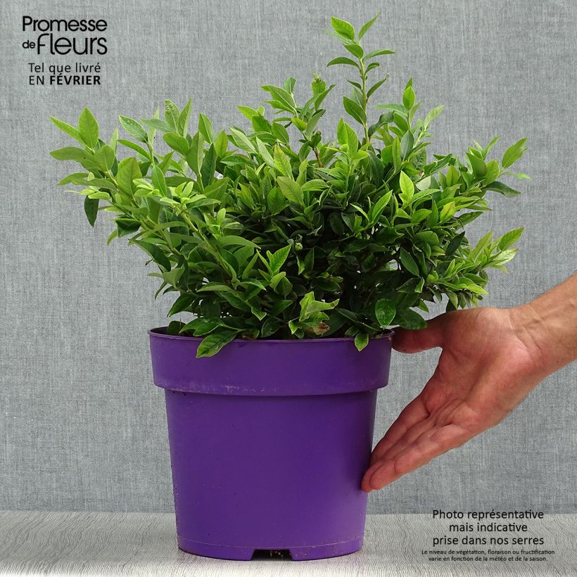 Amostra de Mirtiloeiro Tophat - Vaccinium-americano Vaso de 4 L/5 L, Arbusto tal como entregue no outono