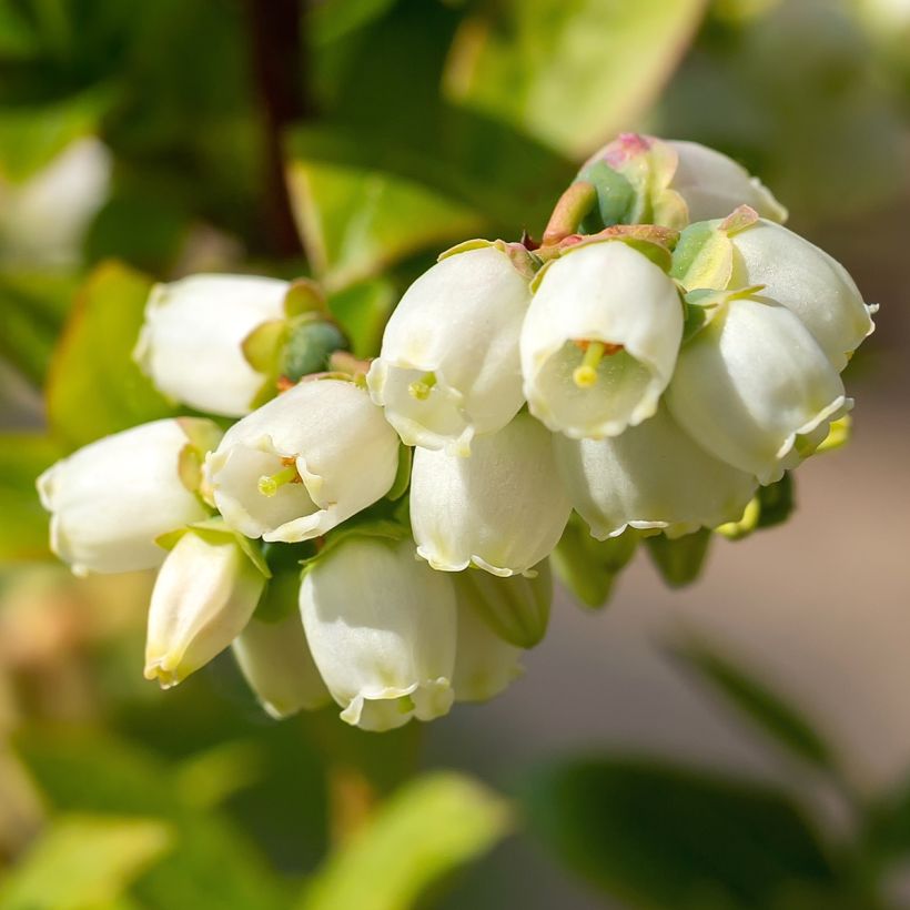 Mirtilo Brigitta - Vaccinium corymbosum (Floração)