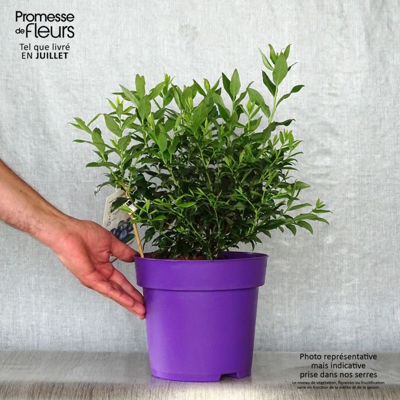 Amostra de Mirtiloeiro Hortblue Petite - Vaccinium corymbosum Vaso de 2 L/3 L, Arbusto tal como entregue no verão