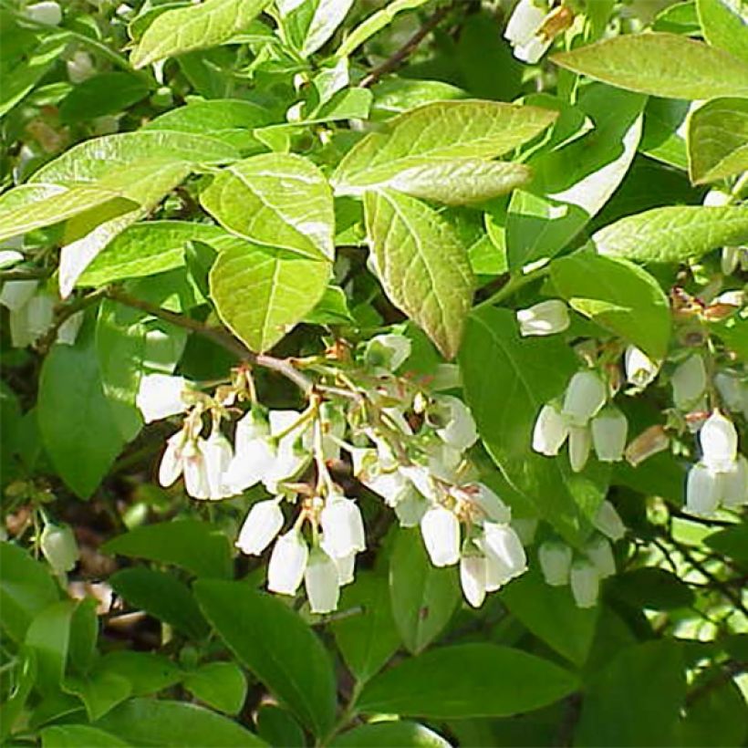 Mirtilheiro Chandler - Vaccinium corymbosum (Floração)