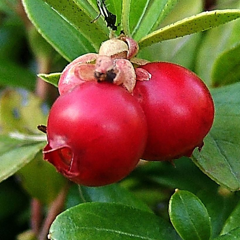 Arando-vermelho - Vaccinium macrocarpon (Colheita)