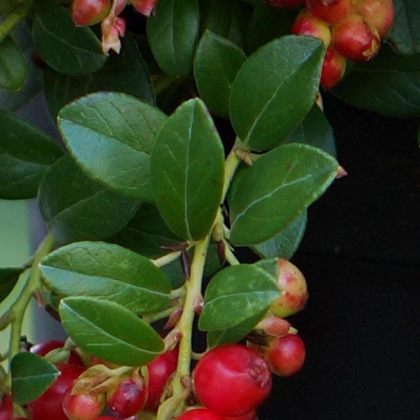 Vaccinium vitis-idaea Fireballs (Folhagem)