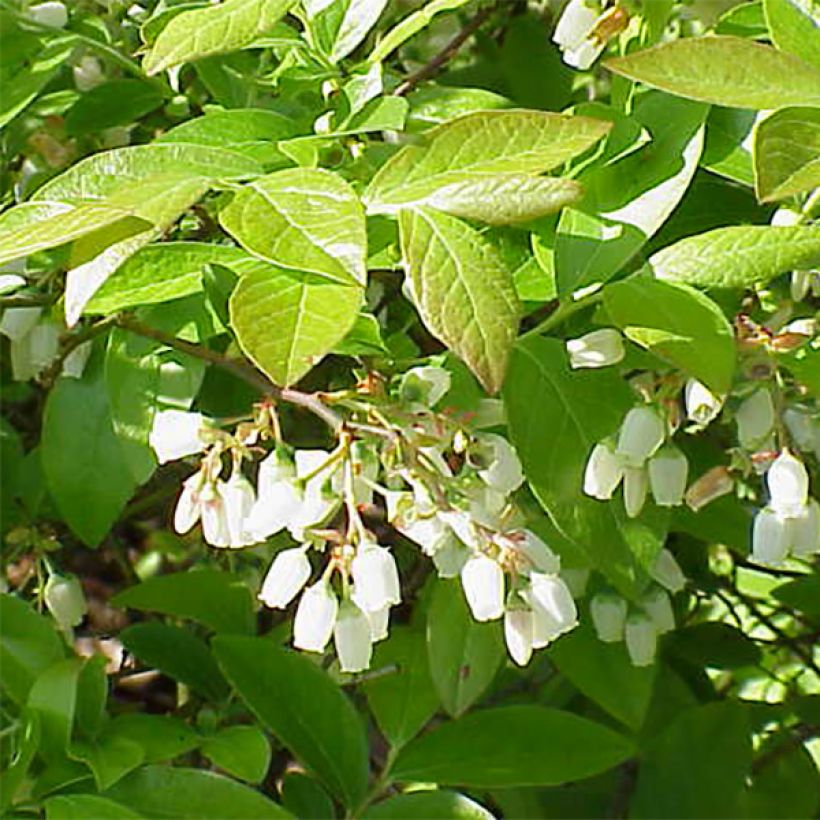 Mirtileiro Patriot - Vaccinium corymbosum x myrtillus (Floração)