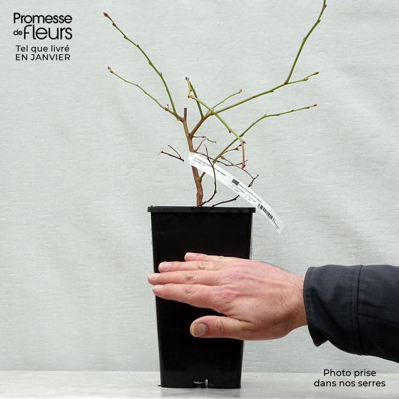 Amostra de Myrtillier Yello!Berryblue - Vaccinium corymbosum Vaso de 2 L/3 L tal como entregue no inverno