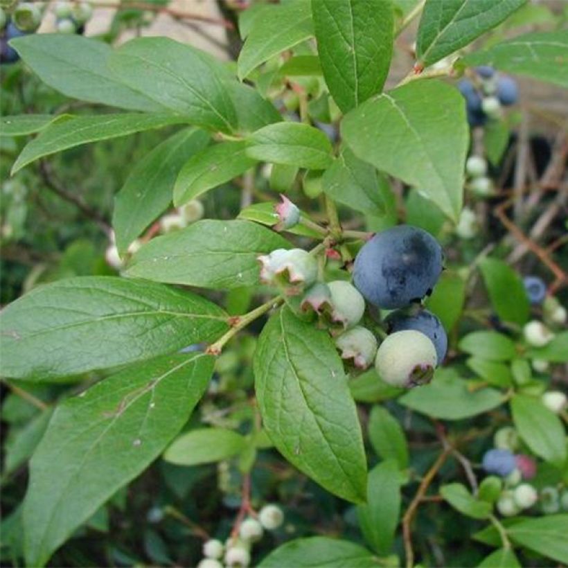 Mirtilheiro Blue Crop - Vaccinium corymbosum x myrtillus (Folhagem)