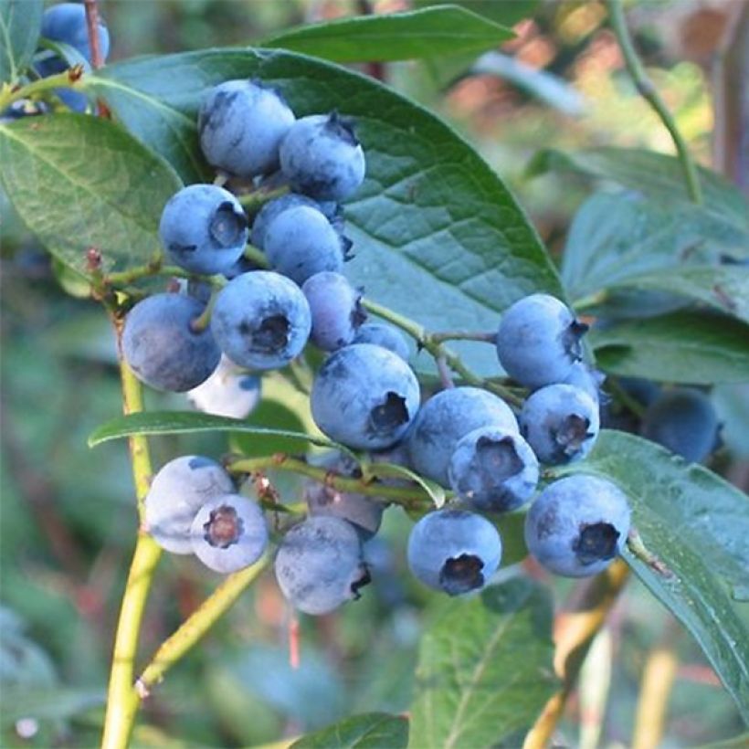 Mirtilheiro Blue Crop - Vaccinium corymbosum x myrtillus (Colheita)