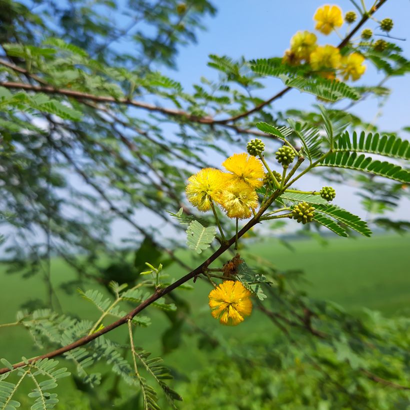 Vachellia farnesiana (Floração)