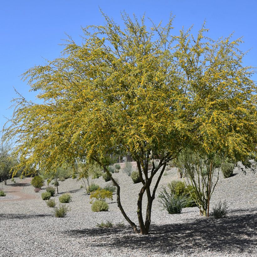 Vachellia farnesiana (Hábito)