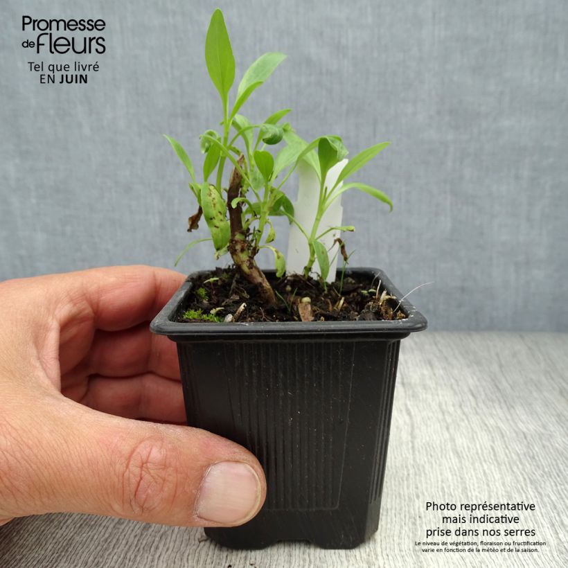 Amostra de Centranto-branco Albus Vaso de 8/9 cm tal como entregue no verão