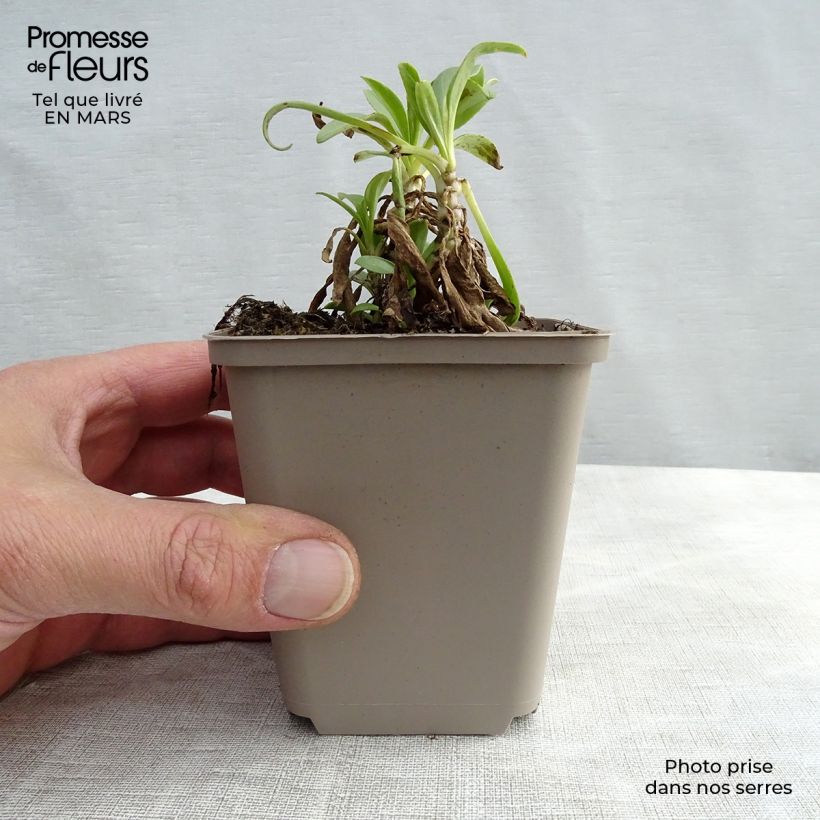 Amostra de Valériane blanche, Centranthus ruber albus Vaso de 8/9 cm tal como entregue no inverno