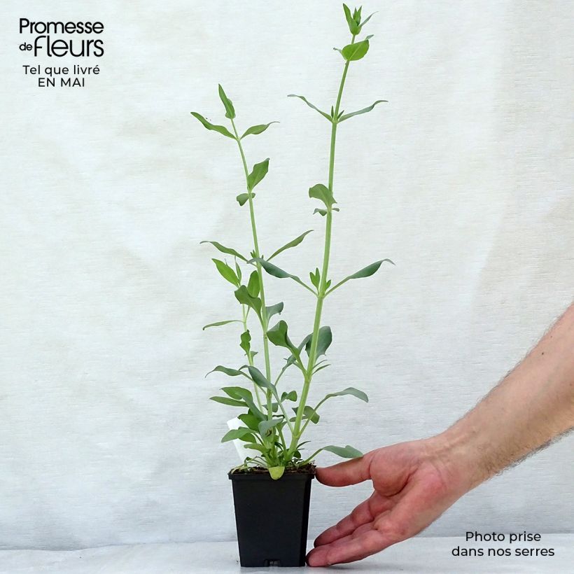 Amostra de Centranto-branco Albus Vaso de 8/9 cm tal como entregue na primavera