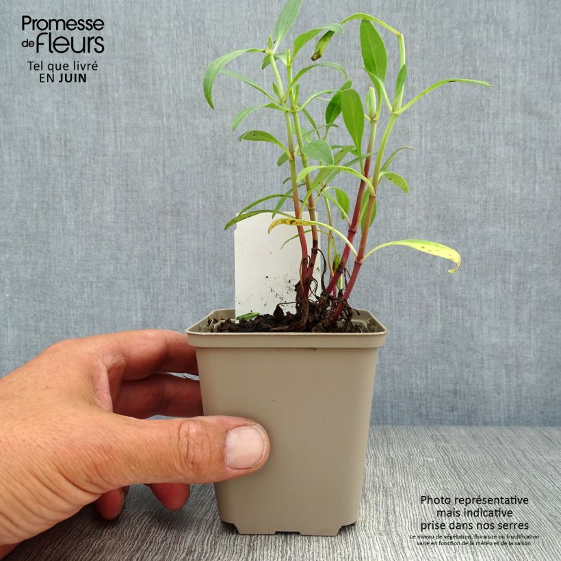Amostra de Centranthus ruber Vaso de 8/9 cm tal como entregue no verão