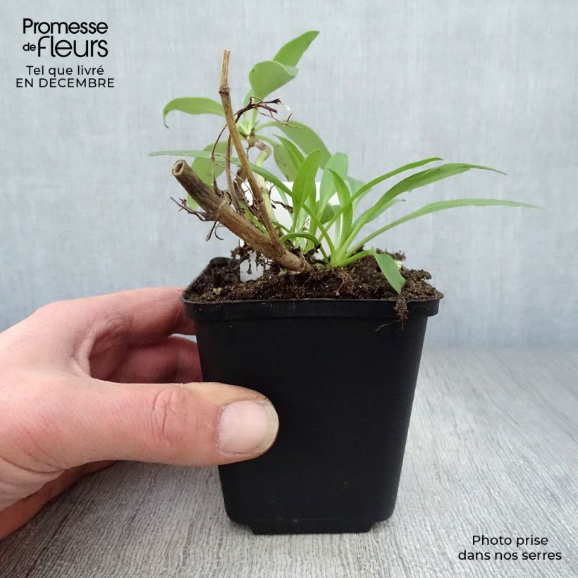 Amostra de Centranthus ruber Vaso de 8/9 cm tal como entregue no inverno
