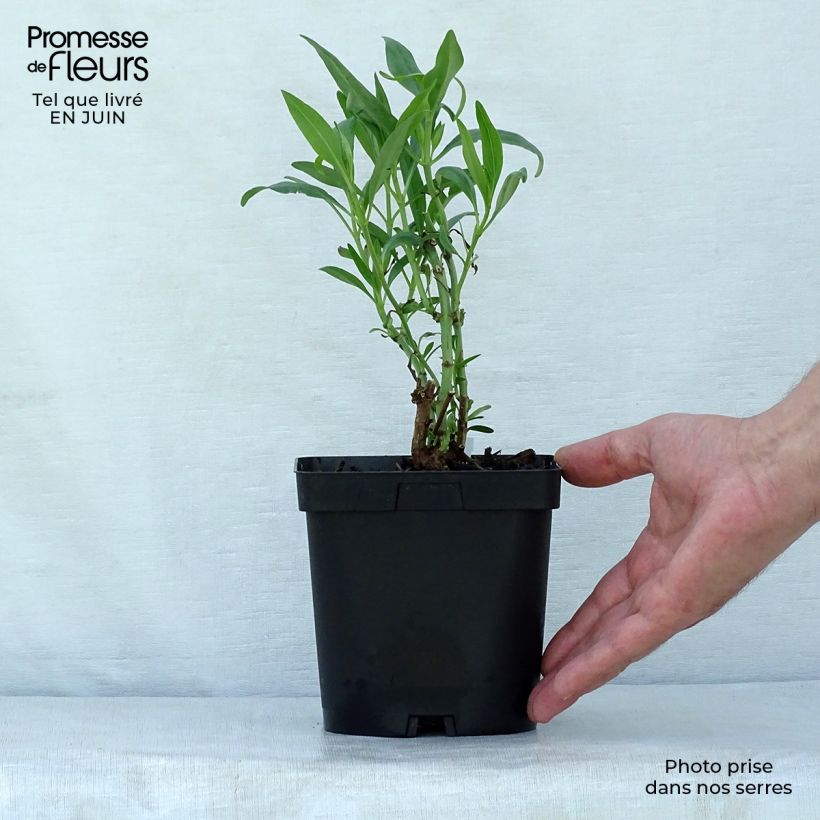 Amostra de Centranthus ruber Vaso de 2 L/3 L tal como entregue no verão