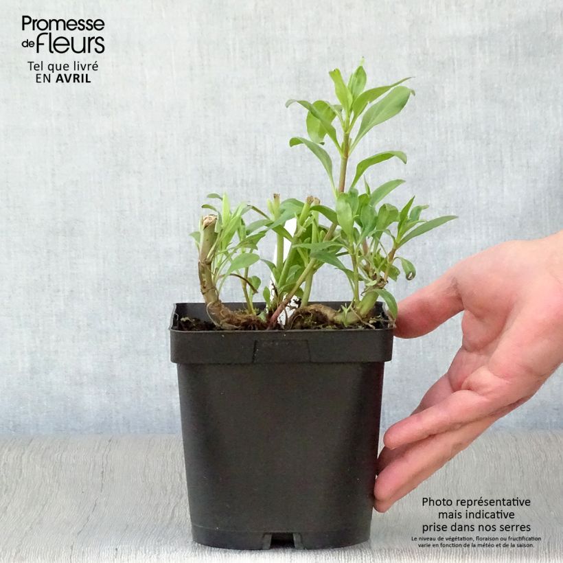 Amostra de Centranthus ruber Vaso de 2 L/3 L tal como entregue na primavera