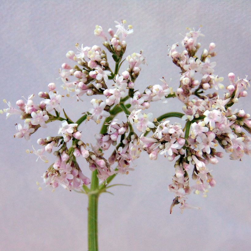 Valeriana officinalis (Floração)