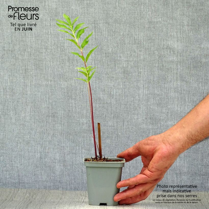 Amostra de Valeriana officinalis Vaso de 8/9 cm tal como entregue no verão