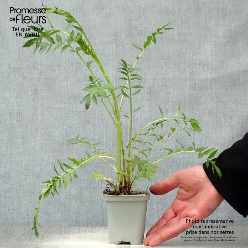 Amostra de Valeriana officinalis Vaso de 8/9 cm tal como entregue na primavera