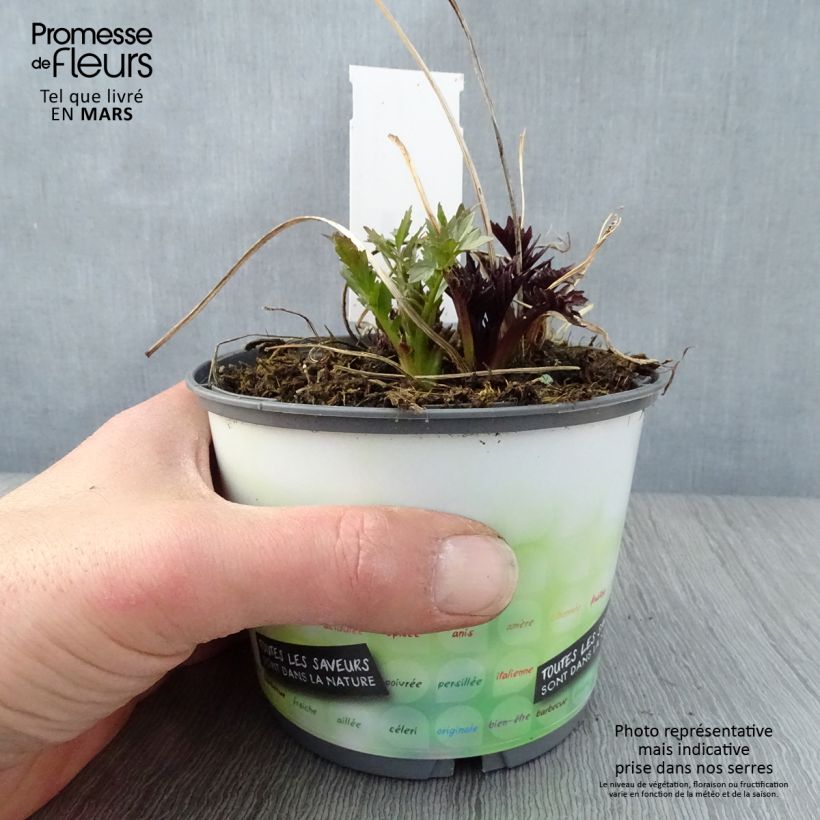 Amostra de Valeriana officinalis Vaso de 2 L/3 L tal como entregue na primavera