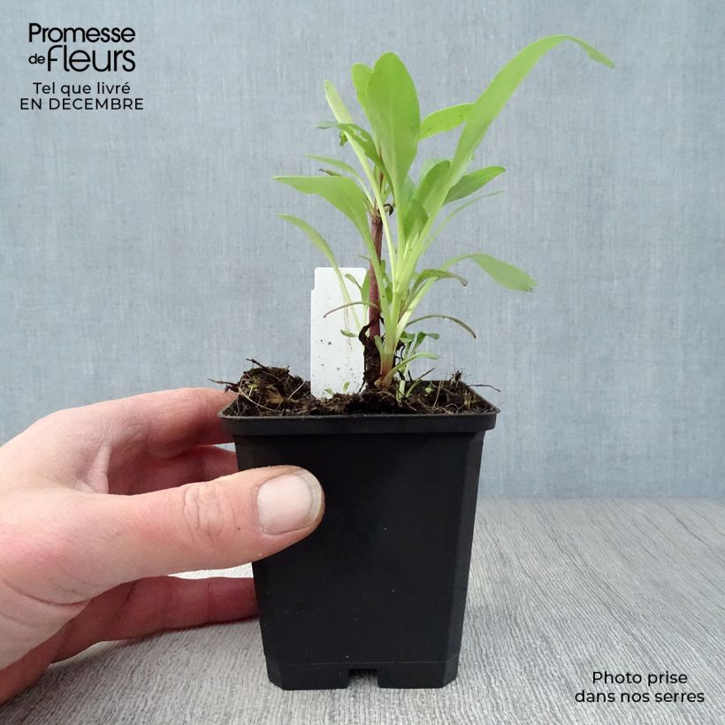 Amostra de Valériane rouge, Centranthus ruber coccineus Vaso de 8/9 cm tal como entregue no inverno