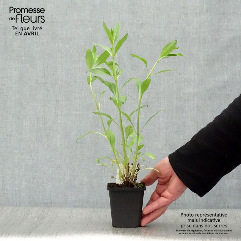 Amostra de Centranto-vermelho Coccineus Vaso de 8/9 cm tal como entregue na primavera