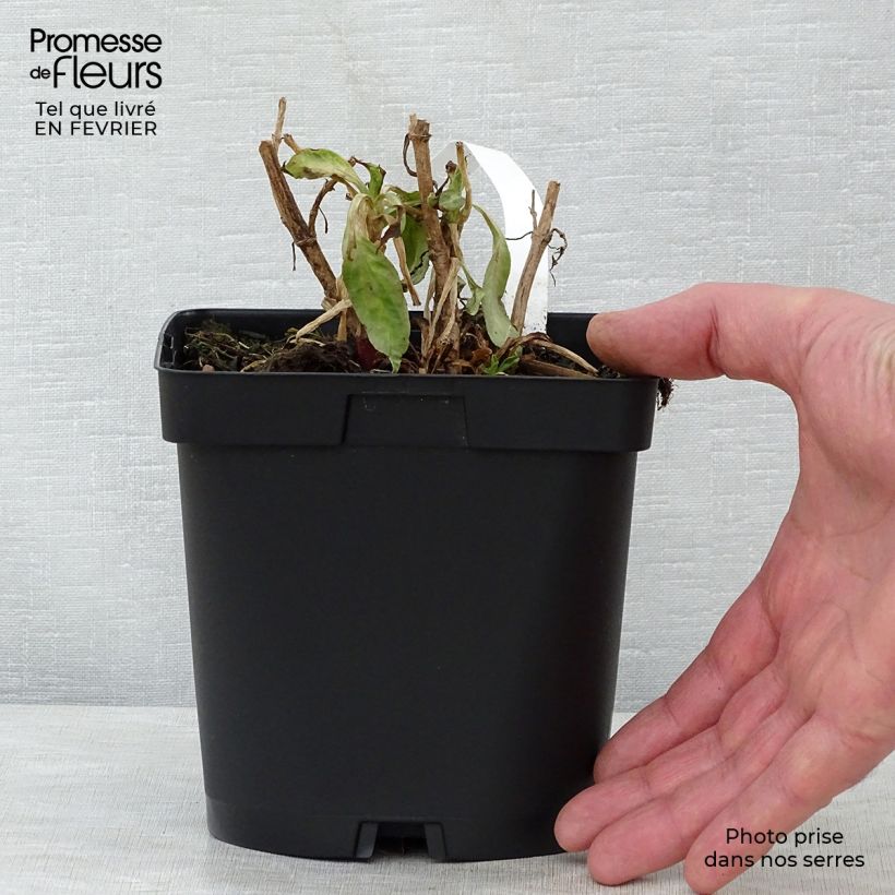 Amostra de Valériane rouge, Centranthus ruber coccineus Vaso de 2 L/3 L tal como entregue no inverno