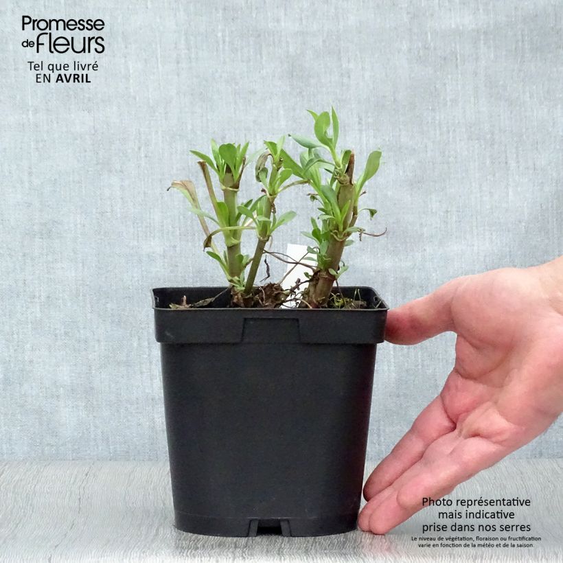 Amostra de Centranto-vermelho Coccineus Vaso de 2 L/3 L tal como entregue na primavera