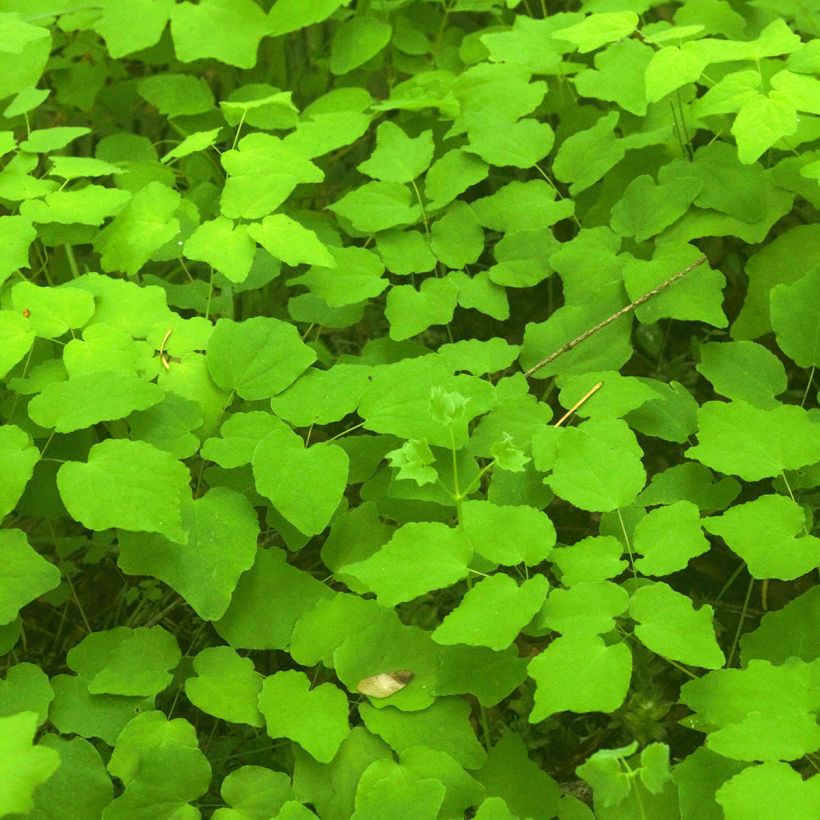 Vancouveria hexandra (Folhagem)
