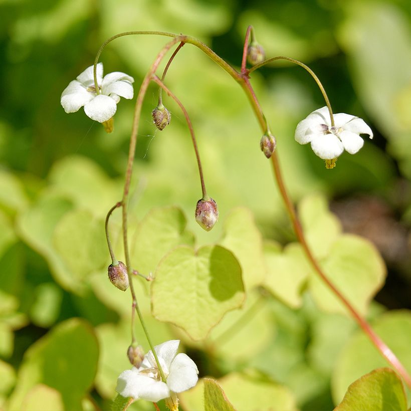 Vancouveria hexandra (Floração)
