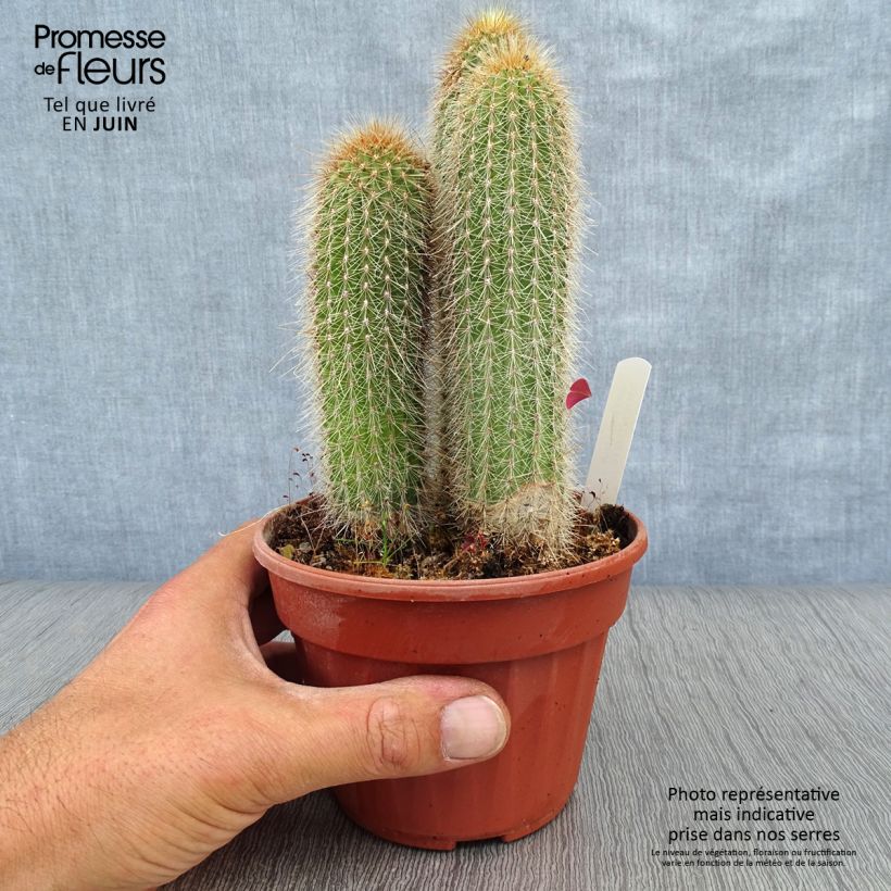 Amostra de Vatricania guentheri Vaso de 12 cm/13 cm tal como entregue no verão
