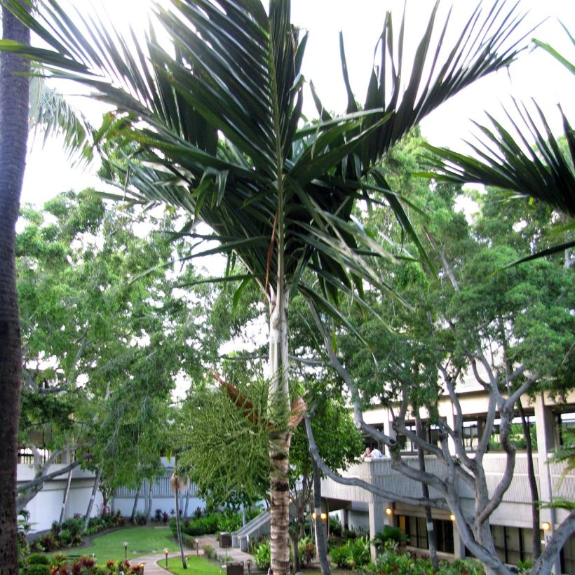 Veitchia joannis (Hábito)