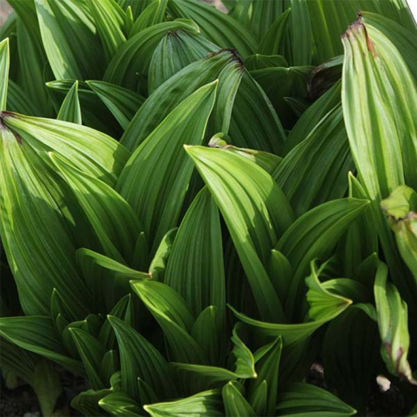 Veratrum nigrum - Veratro-negro (Folhagem)