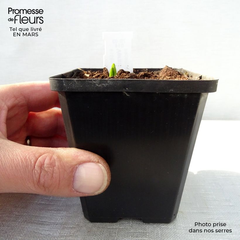 Amostra de Veratrum nigrum - Veratro-negro Vaso de 8/9 cm tal como entregue na primavera