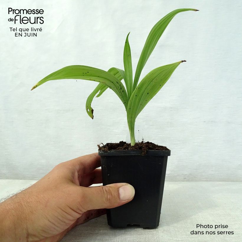 Amostra de Veratrum nigrum - Veratro-negro Vaso de 8/9 cm tal como entregue no verão
