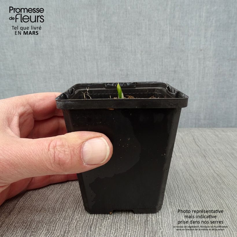 Amostra de Veratrum nigrum - Vératre noir Vaso de 8/9 cm tal como entregue no inverno