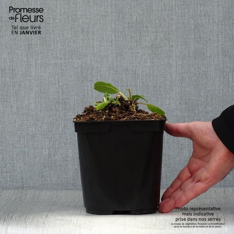 Amostra de Verbascum Dark Eyes - Molène hybride Pot de 2L/3L tal como entregue no inverno