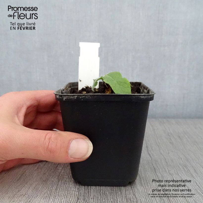 Amostra de Verbasco Gainsborough Vaso de 8/9 cm tal como entregue no inverno