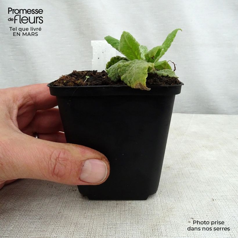 Amostra de Verbasco Gainsborough Vaso de 8/9 cm tal como entregue na primavera