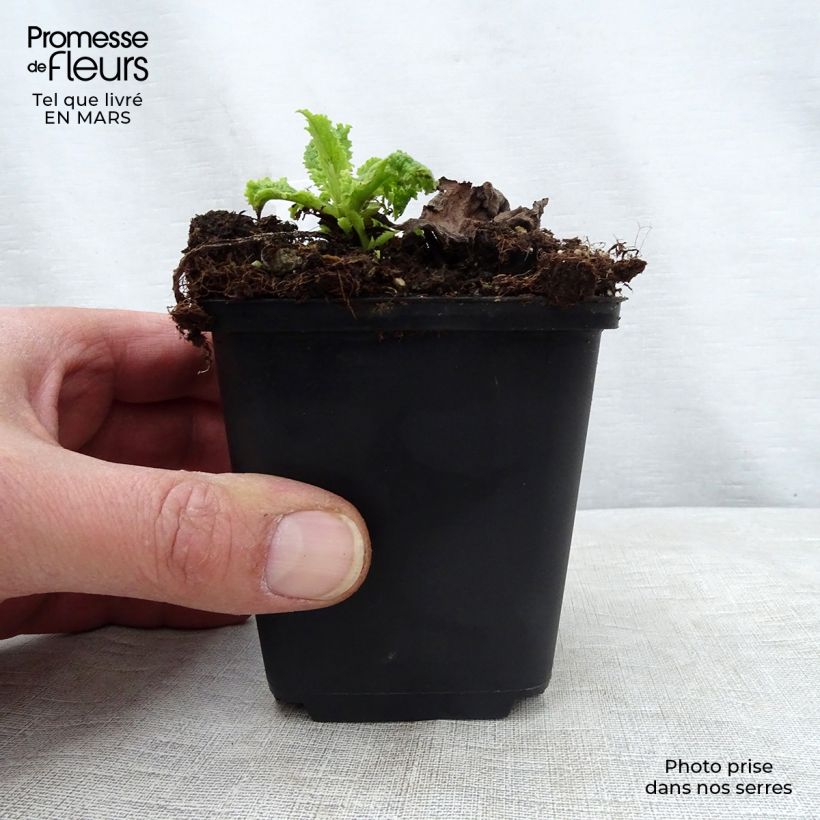 Amostra de Verbasco Cotswold Queen Vaso de 8/9 cm tal como entregue na primavera