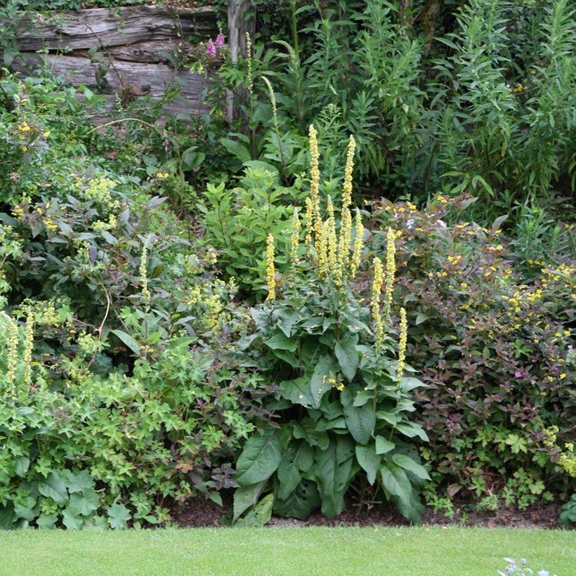 Verbasco Cotswold Queen (Hábito)
