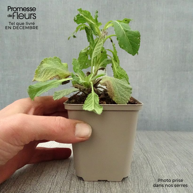 Amostra de Verbascum Hybride Jackie Vaso de 8/9 cm tal como entregue no inverno