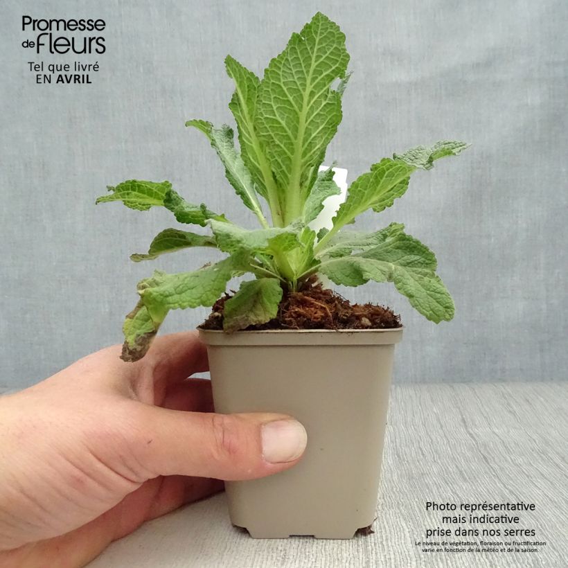 Amostra de Verbasco Jackie Vaso de 8/9 cm tal como entregue na primavera