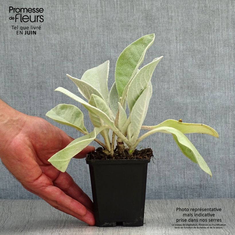 Amostra de Verbasco bombyciferum Polarsommer Vaso de 8/9 cm tal como entregue no verão